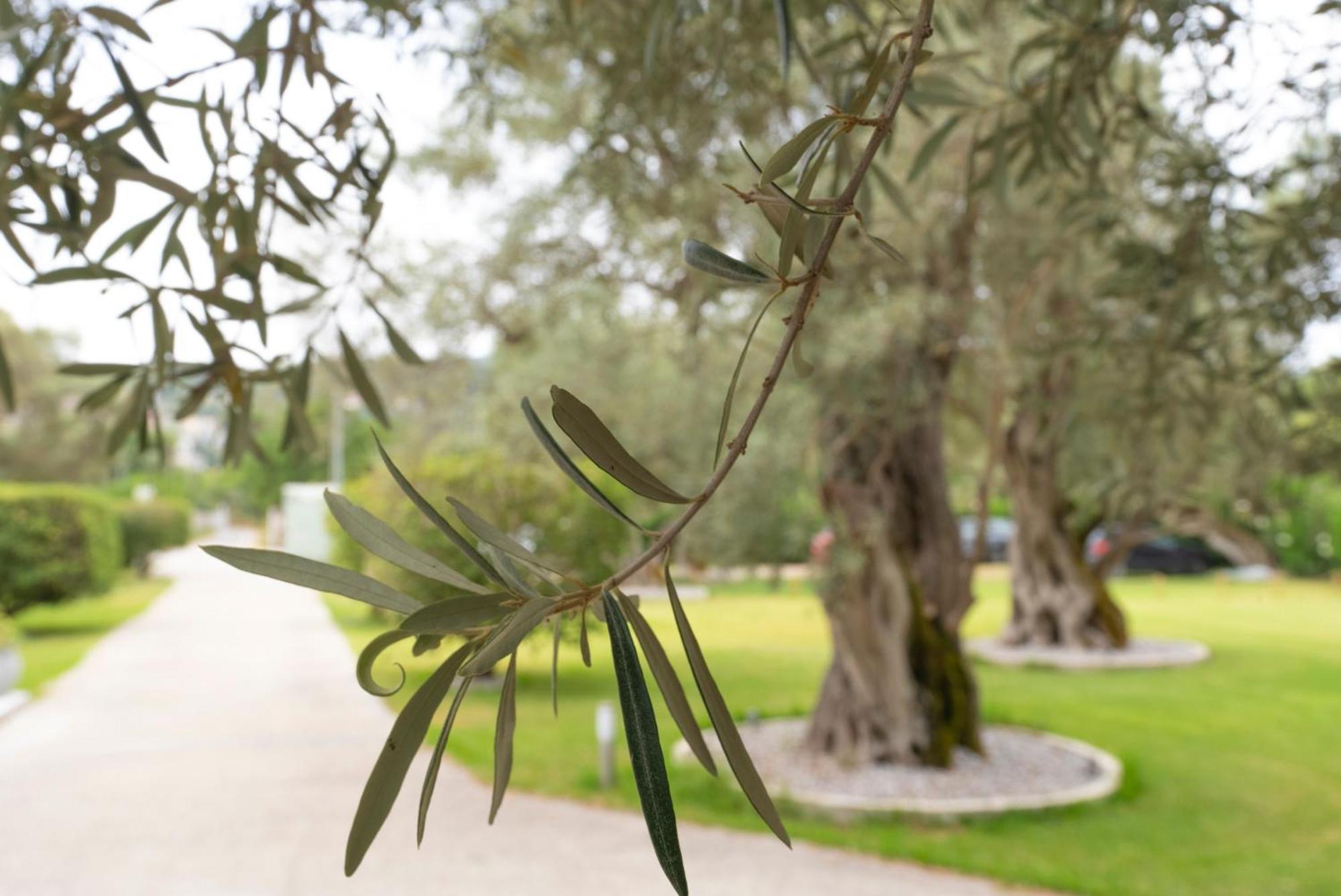 Elaia - Apartments & Studios Lefkada City ภายนอก รูปภาพ