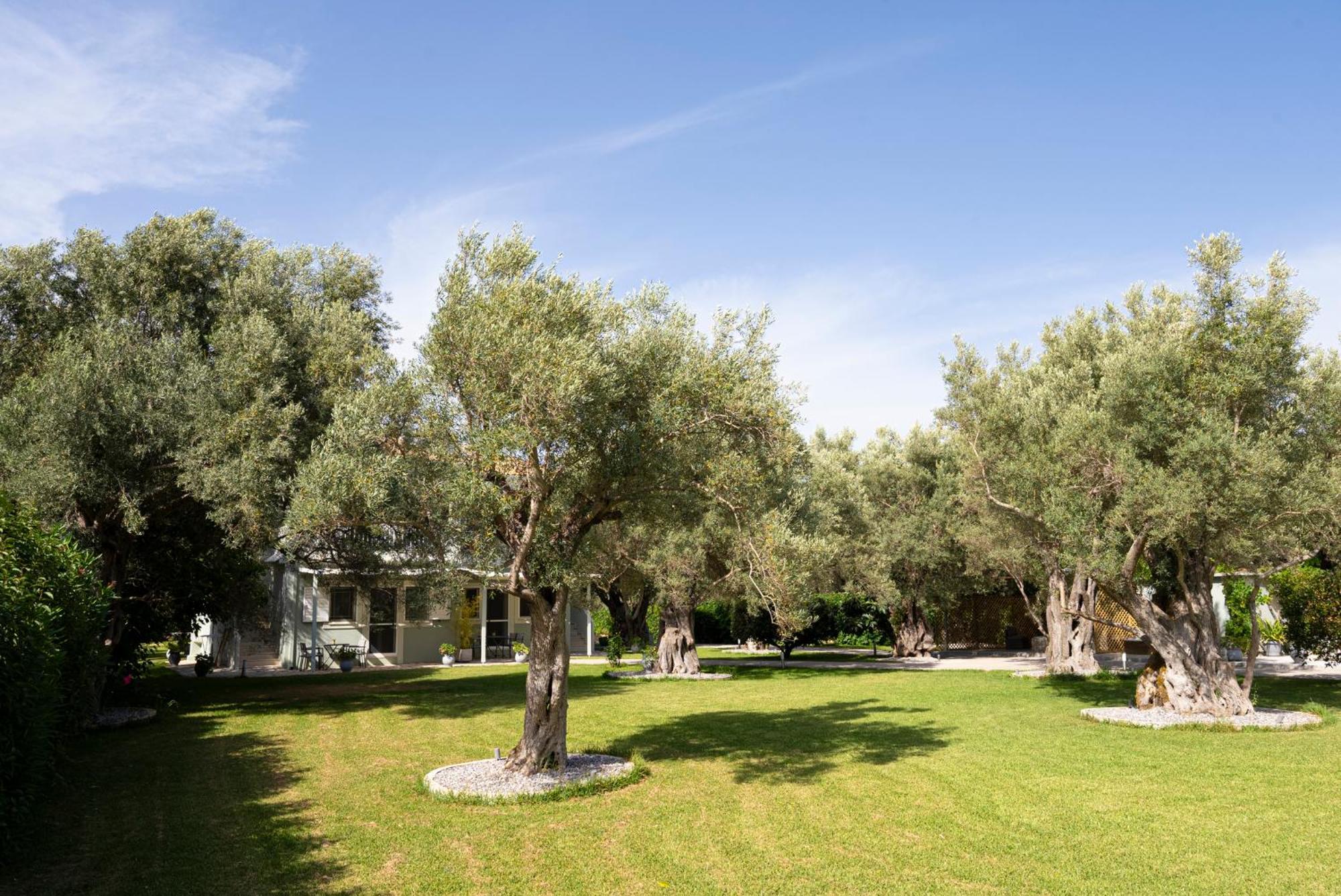 Elaia - Apartments & Studios Lefkada City ภายนอก รูปภาพ